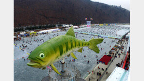 맨손으로 고기 잡고… 폭설에 정취 만점… 강원 겨울축제 절정
