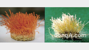 동충하초 일부 제품서 식중독균 기준치 최대 800배 초과 검출
