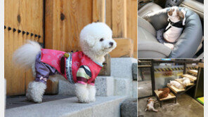 꼬까옷 입고 설 쇠러 가는 강아지들