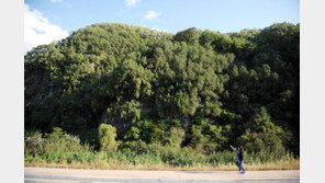 ‘대구 도동 측백나무 숲’ 관광문화 가치 높인다