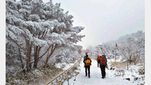 구상나무에 눈꽃 만발… 한라산은 지금 ‘환상의 겨울왕국’