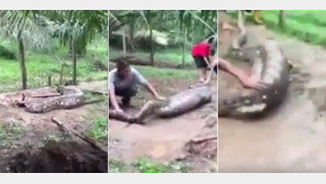 터질 듯한 배 때문에 꼼짝없이 붙잡힌 5m 비단뱀, 뭘 잡아 먹었기에…