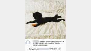 태연 “퇴물, 어그로 끌려고 댓글 달고 XX” 악플에…‘사이다’ 댓글로 응수