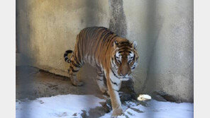 ‘백두산 호랑이’ 수컷 2마리, 100년 만에 백두대간 품으로