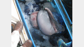 서해까지 퍼진 밍크고래의 비명