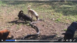 주인 지키려 2.4m 길이 킹코브라 공격하는 애완견 영상 화제