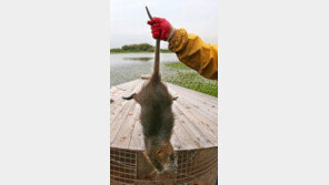 황교익 “뉴트리아 담즙만 빼먹고 고기는 버린다? 순하고 맛있는 쥐”