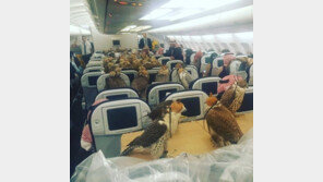 기내에 ‘매’ 득시글…“사우디 왕자, 애완 매 80마리 옮기려 항공권 구매”