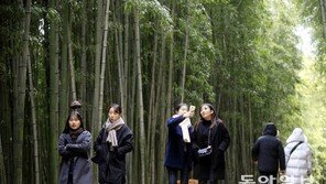 한겨울에 대나무 숲길 산책