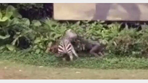 [영상]얼룩말이 사육사 물고 ‘질질’…초식동물 자극한 대가?