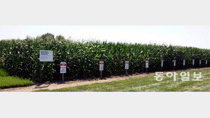 유전자변형 DNA-단백질 조금이라도 검출되면 GMO 표시