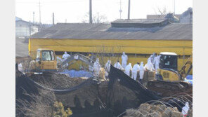 충북 구제역 발생 이어 전북서도 ‘의심신고’ 접수…빠른 확산 우려