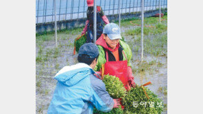 미나리 수확 작업 한창