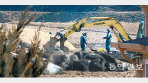AI 이어 구제역… 전국 축산농가 이동중지