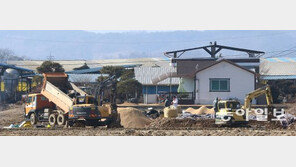 충북 보은 이어 전북 정읍도 구제역 ‘확진’…전국 확산 비상 