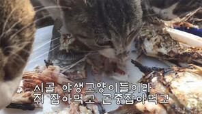 [오늘 뭐 볼까?] 길고양이의 배스 먹방 - haha ha 채널