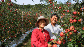 10년 뒤엔 양구가 명품 사과 주산지?