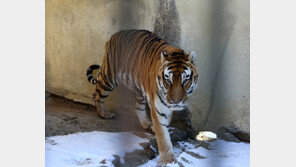 백두산호랑이 ‘금강’의 비극