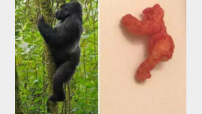 치토스 한 조각이 1억에 팔려…비운의 고릴라 닮아 가격 급등