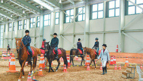 영천시 “퇴역 경주마 훈련시켜 승마 활성화”