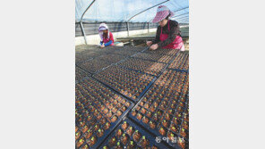 봄 앞두고 배추 모종작업 한창