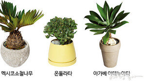 초록이 좋으니 겨울이다