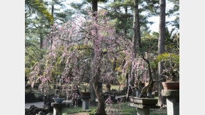 [엄마·아빠 어디가] 한림공원 매화축제