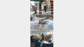 살아 있는 모습으로 얼음 속에 갇혀 버린 동물들…어쩌다가?