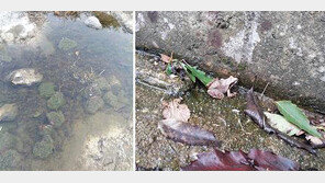 북방산개구리, 평년보다 열흘 일찍 산란…온난화 영향인 듯