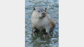 구워먹으려고?… 천연기념물 수달 총쏴 잡아