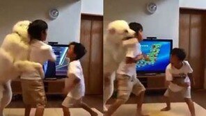 [영상]“개가 사람보다 낫다”…아이들 싸움 말리는 반려견 영상 화제