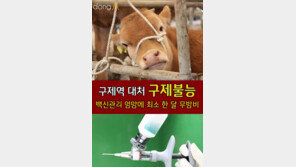[카드뉴스]구제역 대처 ‘구제불능’…백신관리 엉망에 최소 한 달 무방비