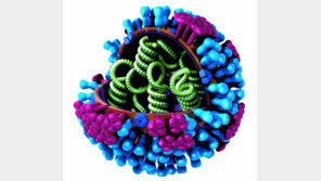 [신문과 놀자!/별별과학백과]독감의 습격… 올겨울 더 독해지고 빨라졌다