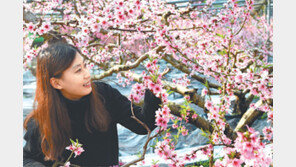 “복사꽃이 활짝 피었어요”