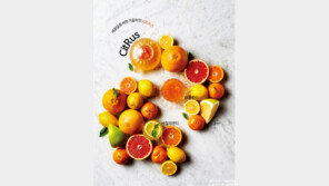 CitRus~ 새콤달콤 싸한 겨울의 맛 시트러스