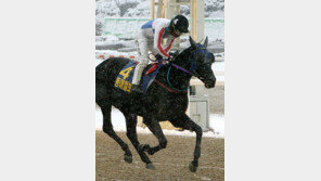 ‘과천벌 퀸’ 첫 2년 연속 우승馬 나오나