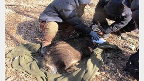 폭설에 탈진 멸종위기 산양을 구하라