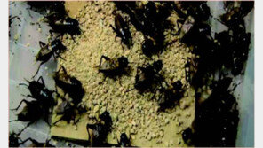 [스마트 컨슈머]미래식량 블루오션, 곤충사육산업 