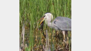 [영상]새끼악어 잡아먹는 새 포착…“20분 데리고 놀다 한입에 ‘꿀꺽’”