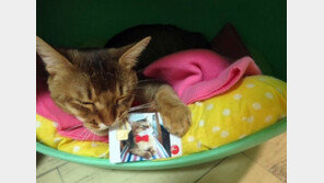 펫 보험 가입했나요, 펫 카드 혜택도 많대요