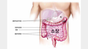 [신문과 놀자!/알콩달콩 우리 몸 이야기]우리 몸 영양분 지키는 ‘소장’ 이야기