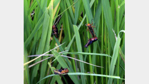 ‘경악’ OO으로 만든 파스타, 프랑스 일부 지역서 인기