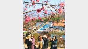 광양 매화마을에 홍매화 만개