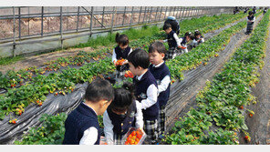 가평 잣향기 숲 거닐고… 보은 봄나물밥 뚝딱