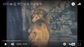 [정치의 속살]손혜원 의원, ‘곰과 호랑이가 싸우는 동영상’ 게시 논란