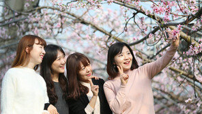 복사꽃 배경으로 찰칵