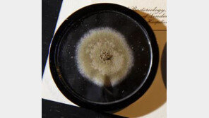 90년 된 ‘곰팡이’, 1700만 원에 팔렸다…페니실린 만들 때 사용