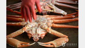 [엄마·아빠 어디가] 울진 대게와 붉은 대게 축제