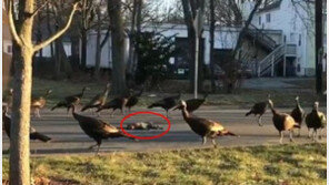 [영상]죽은 고양이 두고 빙글빙글 …칠면조 떼의  ‘추모 의식’ ? 