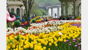 에버랜드 16일부터 봄꽃 이벤트 ‘튤립축제’ 오픈